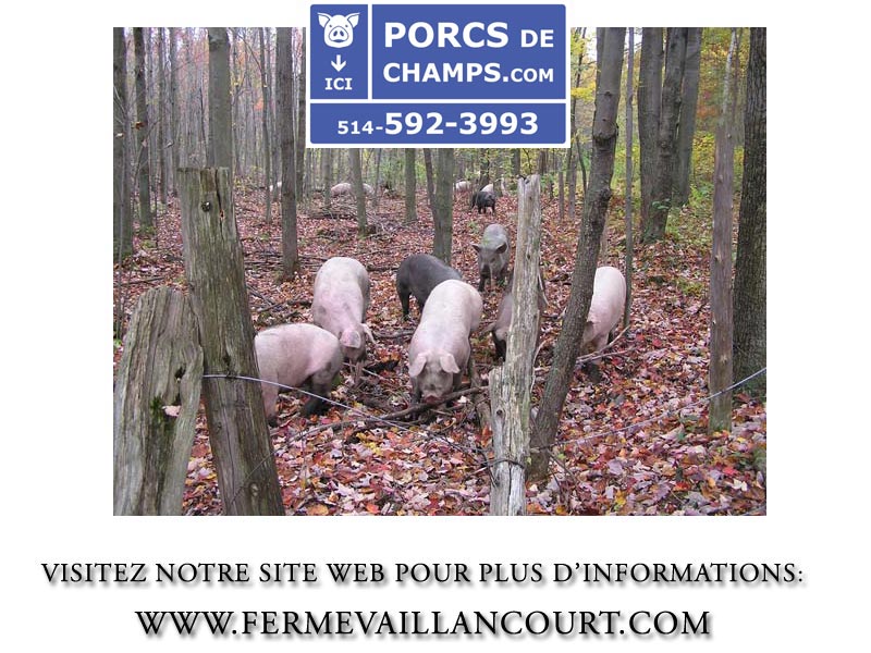 Cliquez ici pour visiter notre site